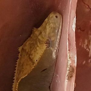 Meet your Posher, Edward